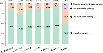 Trends in the evolution of intronless genes in Poaceae